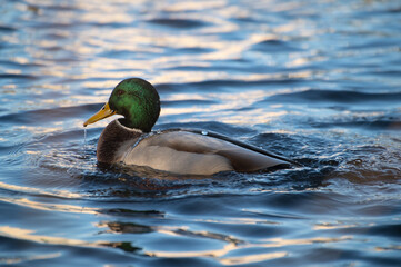 A green-headed drake, illuminated by the evening sun, swims in a city pond