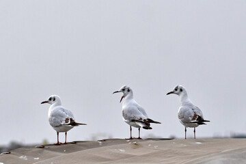 seagulls on the beach