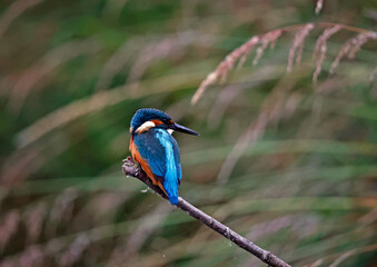 Juvenile kingfisher fishing around the lake