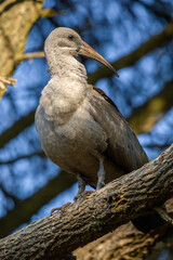 Hadeda Ibis, Kruger National Park, South Africa