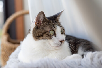 見つめる猫　キジトラ白