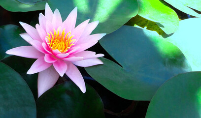 Fleur De Lotus Rose Ou nénuphar et ses feuilles flottant Sur L'Eau