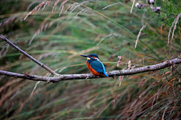Juvenile kingfisher fishing around the lake