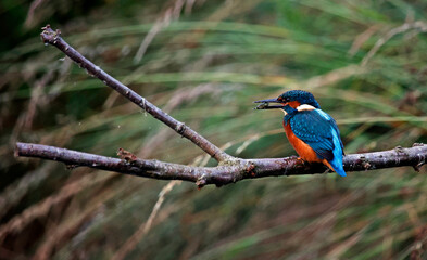 Juvenile kingfisher fishing around the lake