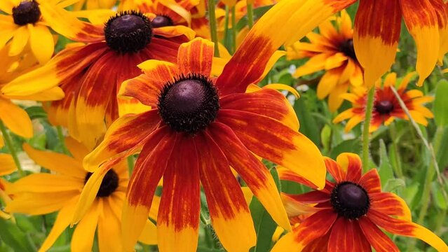 Black-eyed Susan or Rudbeckia hirta plant, brown betty, gloriosa daisy, golden Jerusalem.