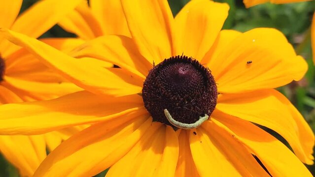 Black-eyed Susan or Rudbeckia hirta plant, brown betty, gloriosa daisy, golden Jerusalem. Green caterpillar on plant. 