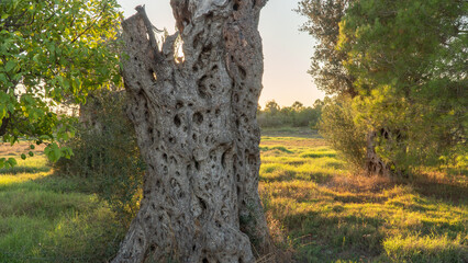 Obraz premium Dry embossed tree trunk in a field with sunset sunlight