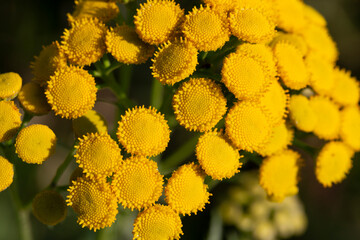 Yellow flowers of Tancy blooming in the summer. Tansy (Tanacetum vulgare) is a perennial, natural yellow floral summer background