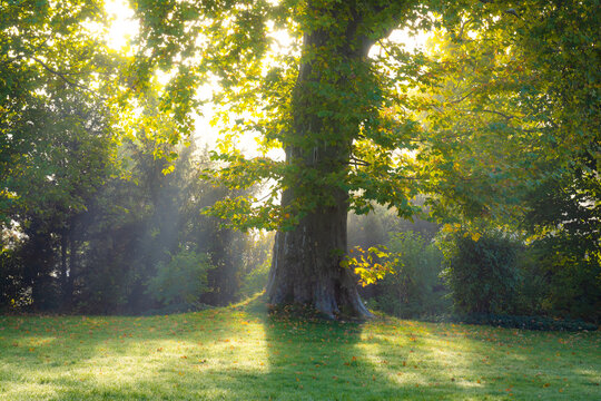 Die Sonne scheint durch Nebel und einen Baum am Morgen im Herbst
