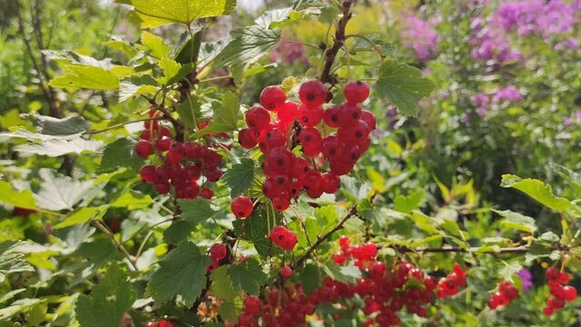 Ripe red currant berries on a bush. 