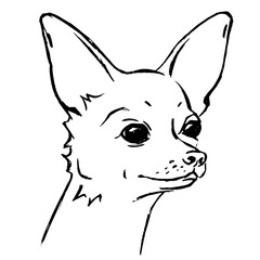 Vector illustration of a chihuahua dog sketch. Graphic drawing by line, drawing by hand.