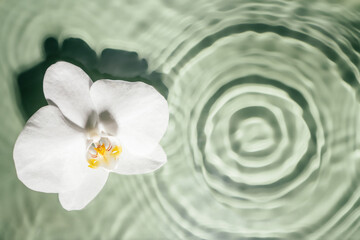 White orchid with yellow core lie on surface of rippled transparent fresh green water gel with flecks, waves, shadow