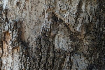 Tree bark background with relief and texture