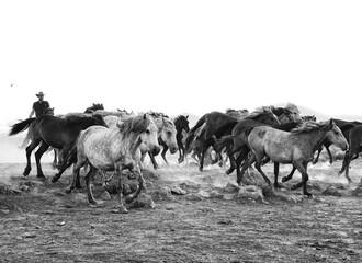 Obraz premium herd of horses