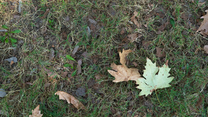 Dry maple leaf on the ground with grass, autumn season