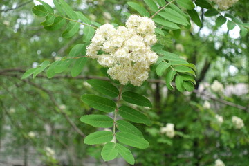 Dense corymb of white flowers of European rowan tree in May