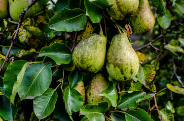 Ripe organic pears in the garden on a branch of pear tree. Autumn harvest season.
