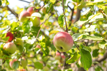Autumn apples ripen on an apple tree on a sunny day. Eco farming.