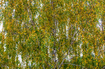 Birch leaves are starting to turn yellow. In autumn, the leaves of the trees turn yellow.