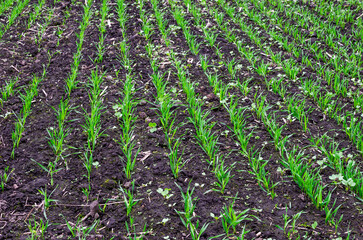 Fresh sprouts of winter wheat on a field in late autumn