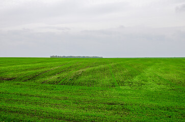 Young wheat crop in a field. Crops of winter wheat. Rows of young sprouts of wheat. 