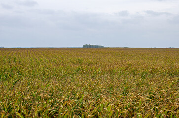 Corn field in autumn. Corn ripens for then to be threshed by a combine harvester for grain.