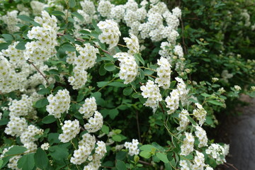 Corymbs of white flowers of Spiraea vanhouttei in May