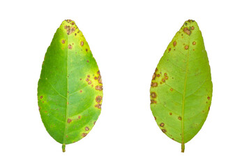 Lime leaf or lemon leaf are canker diseases isolated on white background.