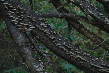 Funghi Mushrooms On Mossy Tree Log Forest background