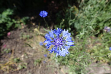 Pair of blue flower of Centaurea cyanus in June