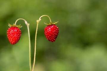 A wild strawberry growing in a forest. Red strawberry fruit and two green strawberries on a blurry green background.
