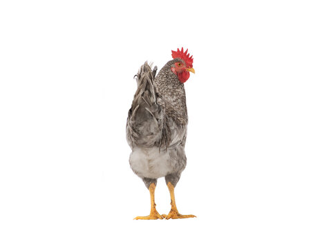 gray rooster isolated on white background