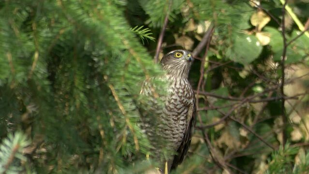 Eurasian sparrowhawk (Accipiter nisus) hiding in pinetree to stalk on prey.