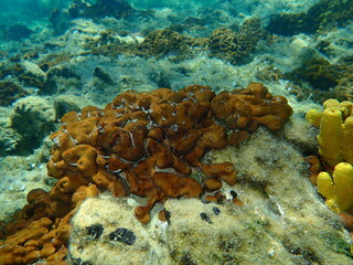 Сhicken liver sponge or Caribbean Chicken-liver sponge (Chondrilla nucula) undersea, Aegean Sea, Greece, Halkidiki
