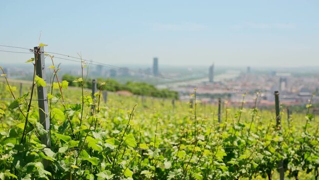 Green vineyards overlooking the city of Vienna, Austria - famous wine region. Urban wine making red and white wines next to Vienna buildings and houses. Hills of grapes cultivating in vineyards