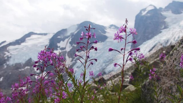 Wildflowers with glacier and mountains in the background.