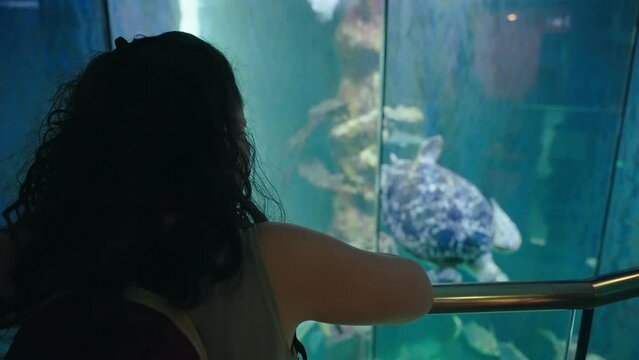 Young woman in marine aquarium is looking at sea animals such as turtles and fish amazed by nature's beauty and fascinated by ocean water creatures during visit to museum zoo. Standing close to glass