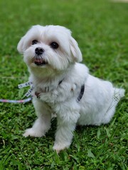 white miniature schnauzer puppy