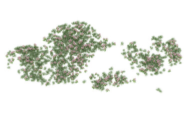 Field of flowers on transparent background. 3d rendering - illustration