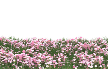Obraz premium Field of flowers on transparent background. 3d rendering - illustration