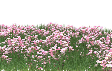 Obraz na płótnie Canvas Field of flowers on transparent background. 3d rendering - illustration