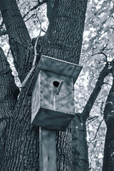 Birdhouse without birds on the tree. Black and white photo of a birdhouse