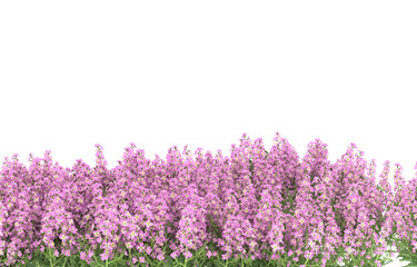 Fototapeta premium Field of flowers on transparent background. 3d rendering - illustration