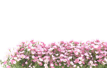 Field of flowers on transparent background. 3d rendering - illustration