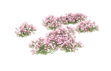 Field of flowers on transparent background. 3d rendering - illustration