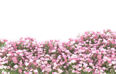 Field of flowers on transparent background. 3d rendering - illustration