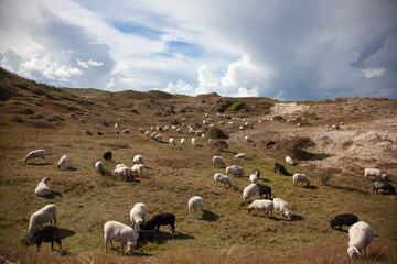 Flock of sheep grazing in the dunes near Bergen aan Zee