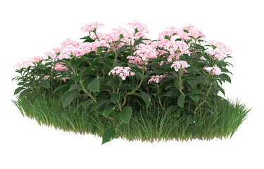 Field of flowers on transparent background. 3d rendering - illustration