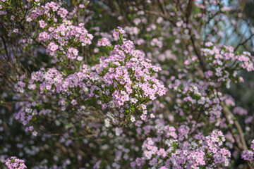 flowers of Pink Diosma coleonema