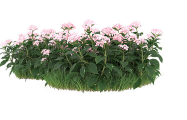 Field of flowers on transparent background. 3d rendering - illustration